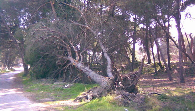 Pinos de la pineda de Gavà Mar arrancados por el fuerte temporal de viento del 24 de Enero de 2009